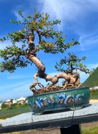 Scopolia nana tree