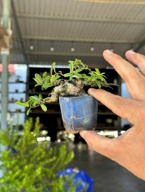 Scopolia nana mini tree