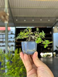 Scopolia nana mini tree