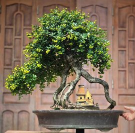 Scopolia nana bonsai tree