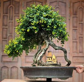 Scopolia nana bonsai tree