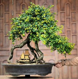 Scopolia nana bonsai tree