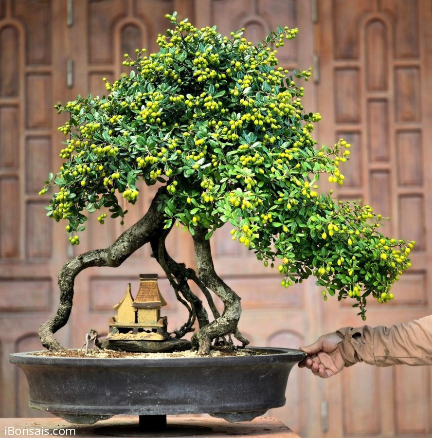 Scopolia nana bonsai tree