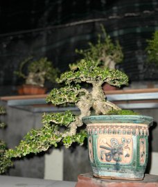 Đồ chơi sam trái bàn trà