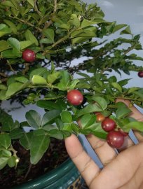Mature Triphasia trifolia tree with fruits
