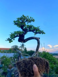 Antidesma acidum tree