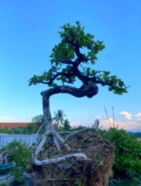 Antidesma acidum tree