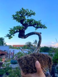 Antidesma acidum tree