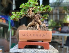 Sam núi trái già khú đế , nằm chậu tàu tử sa