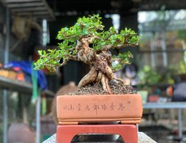 Sam núi trái già khú đế , nằm chậu tàu tử sa