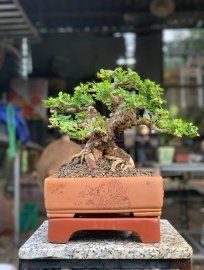 Sam núi trái già khú đế , nằm chậu tàu tử sa