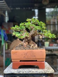 Sam núi trái già khú đế , nằm chậu tàu tử sa