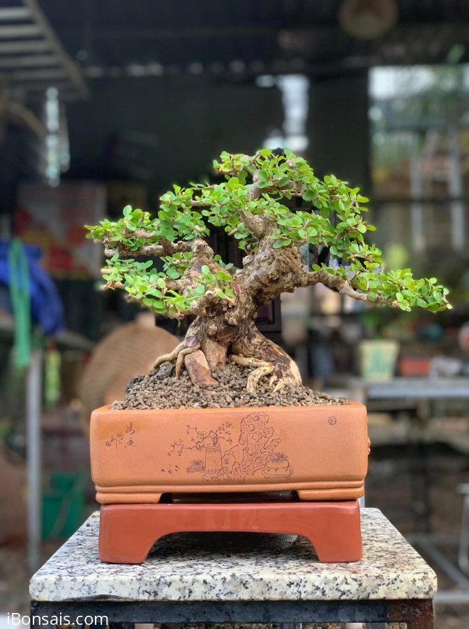 Sam núi trái già khú đế , nằm chậu tàu tử sa