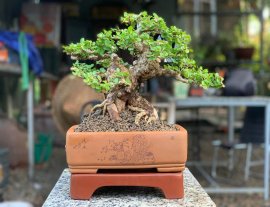 Sam núi trái già khú đế , nằm chậu tàu tử sa