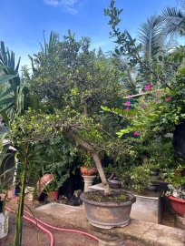 Scopolia nana tree