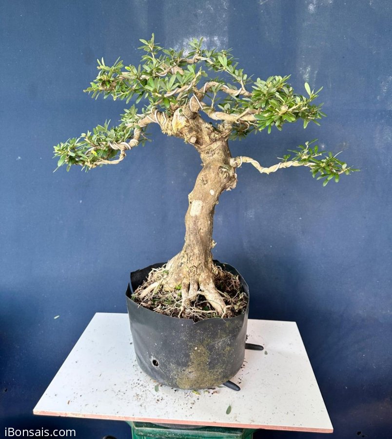 Linh sam nhà trồng nên sale rẻ