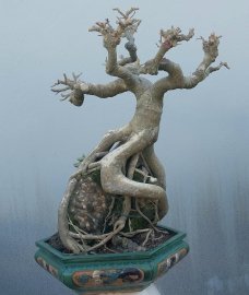 Bodhi Tree