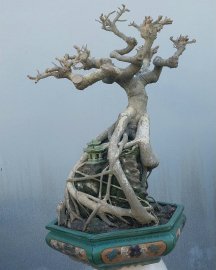 Bodhi Tree