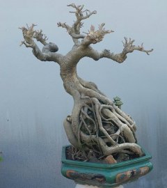 Bodhi Tree