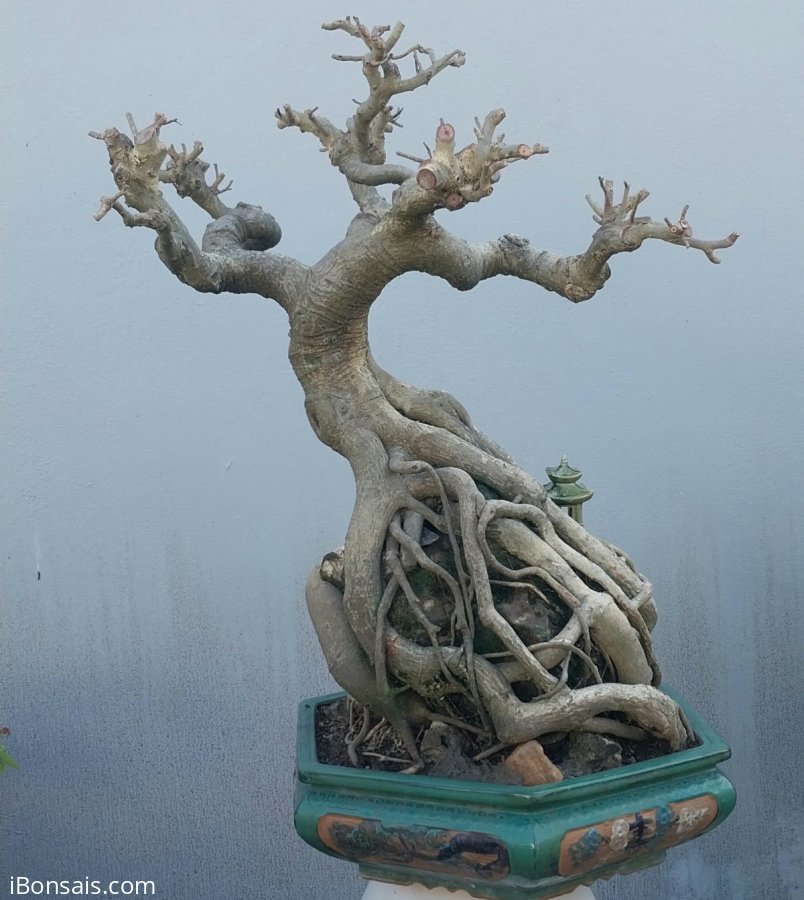 Bodhi Tree