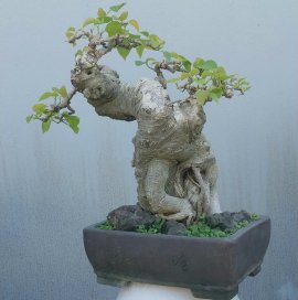 Bodhi mini tree