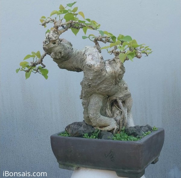 Bodhi mini tree
