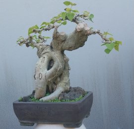 Bodhi mini tree