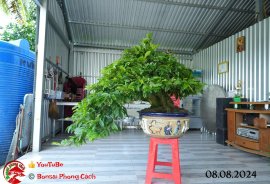 Mai vàng bonsai