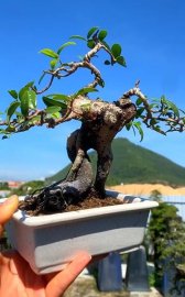 Scopolia nana mini tree