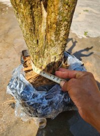 Linh sam một cốt trực cổ thụ