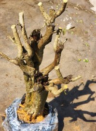 Linh sam một cốt trực cổ thụ