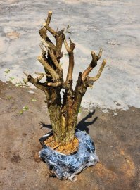 Linh sam một cốt trực cổ thụ