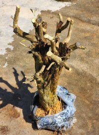 Linh sam một cốt trực cổ thụ