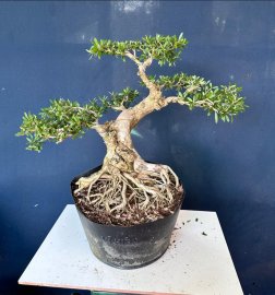 Linh sam bệ đế đẹp #268k
