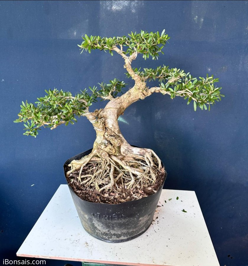 Linh sam bệ đế đẹp #268k