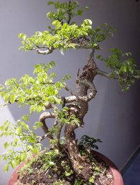 Em Trắc Dây đẹp nhất lúc lên lá non mới...