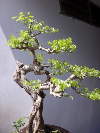 Em Trắc Dây đẹp nhất lúc lên lá non mới...
