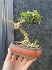 Antidesma acidum mini tree