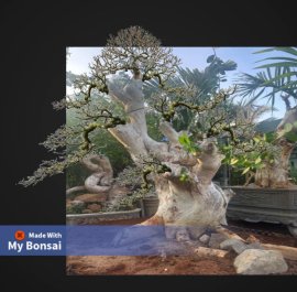 Streblus asper Lour tree