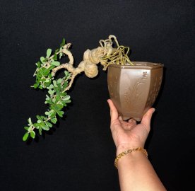 Linh sam mini thuần chậu tàu,cây siêu già luôn ạ