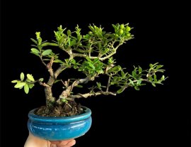 Song cau Scopolia nana tree with fruits