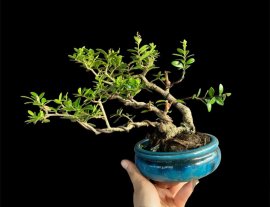 Song cau Scopolia nana tree with fruits