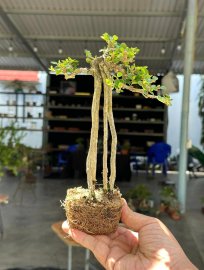 Mountain antidesma acidum mini tree