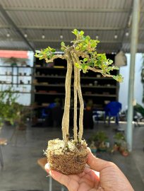 Mountain antidesma acidum mini tree