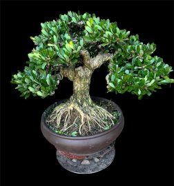 Linh sam siêu bông đế đẹp