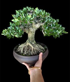Linh sam siêu bông đế đẹp