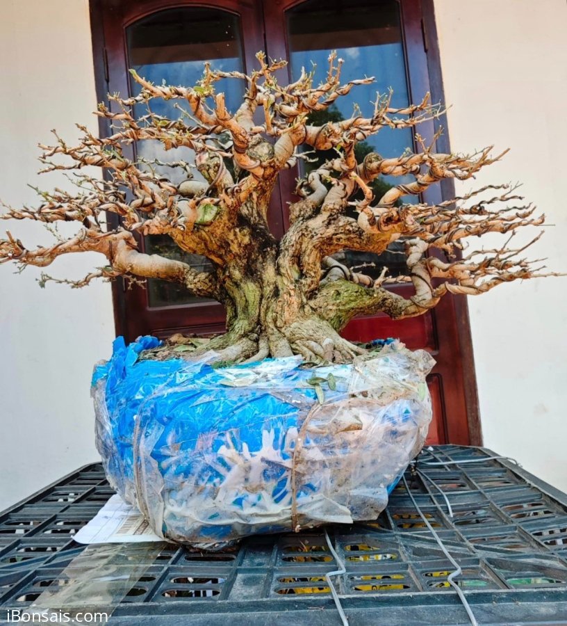 Linh sam