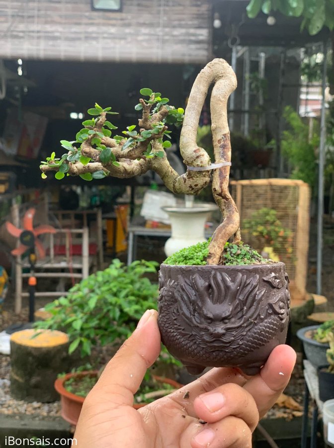 Antidesma acidum tree on sale