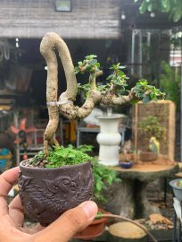 Antidesma acidum tree on sale