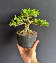 Linh sam siêu bông đế siêu đẹp